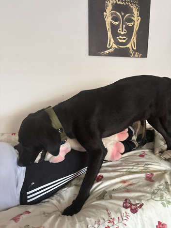 Black Labrador meal