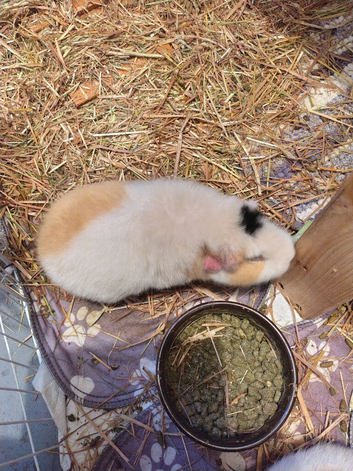 2 female teddy guinea pigs