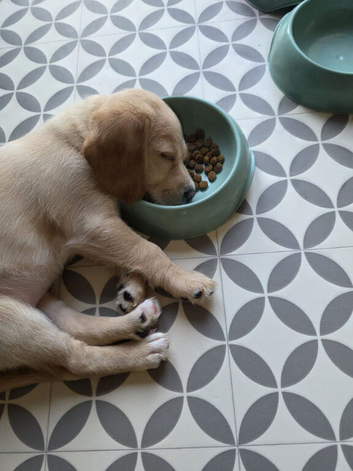 Poogle Pups - Ready now