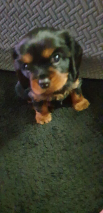 king charles cavalier puppy