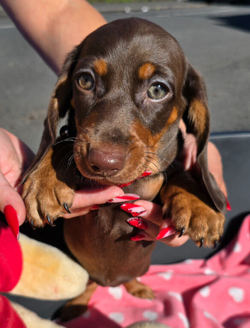 M&eacute;dium sized short legged Dachshund puppies