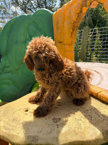 6. months old