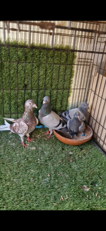 Racing pigeons