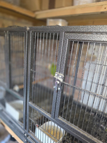 Breeding pair of conures
