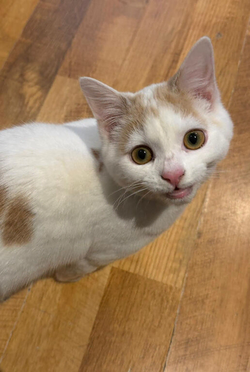 Kitten