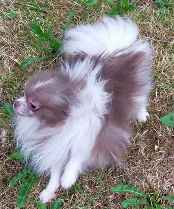 Lilac and white particoloured female pomeranian