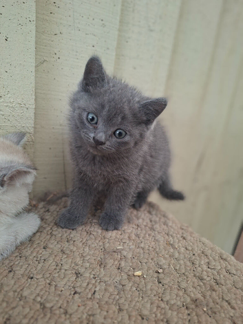 Beautiful Blue British shorthair kittens