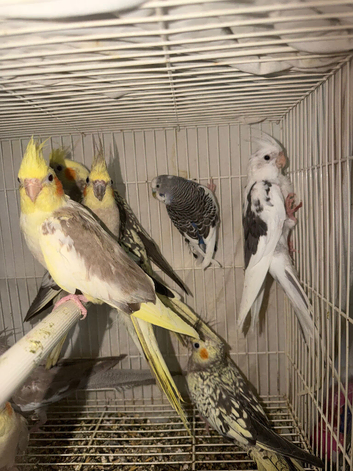 Baby Cocatiel birds