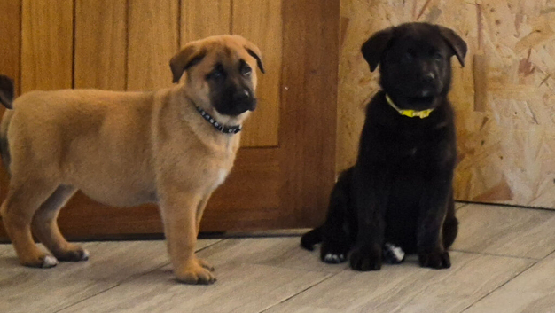 shepkita puppies ready now 2 girls left