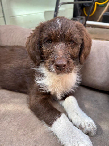 Adorable labradoodle puppies READY NOW