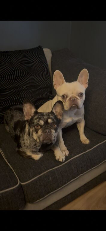 2 female French bull dogs