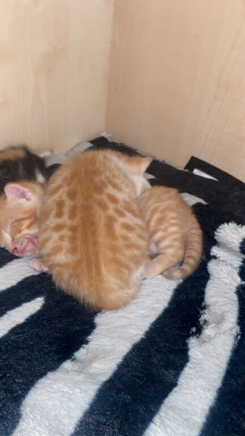 Kittens