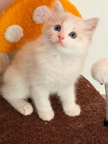 Blue bicolour tabby male