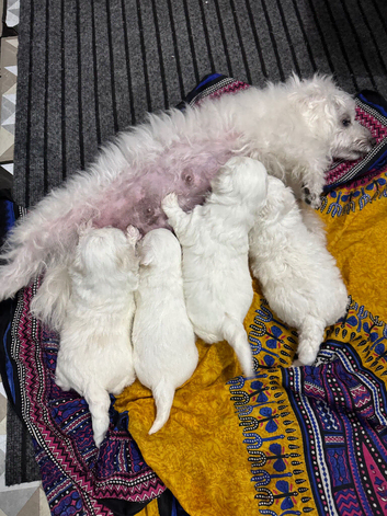 Maltipoo poppies for sale