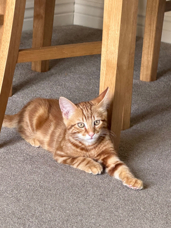 2 kittens boys 150&pound; both