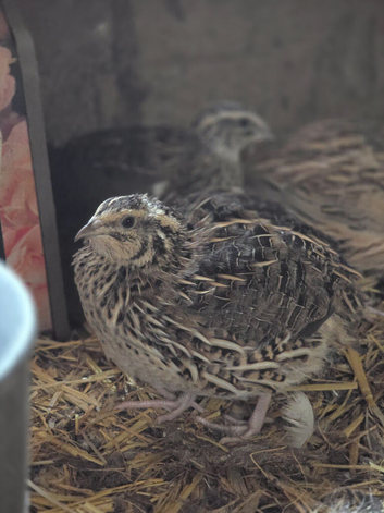 Cortunix quail