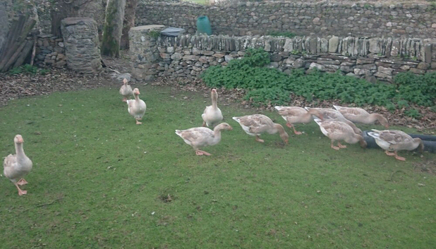 Brecon buff geese