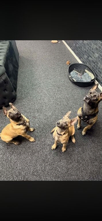 Belgian malinois