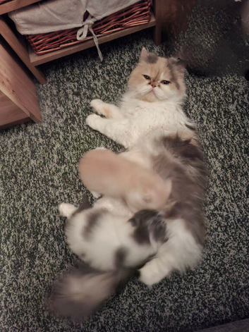 Perdoll kittens