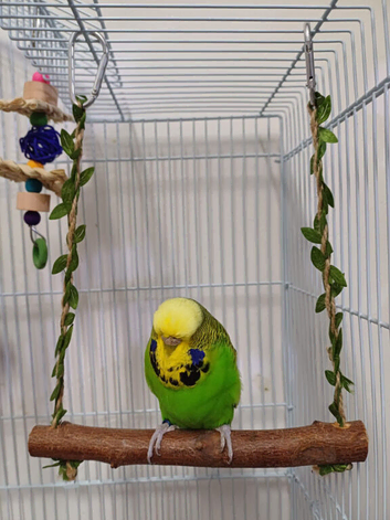 Executive Budgies