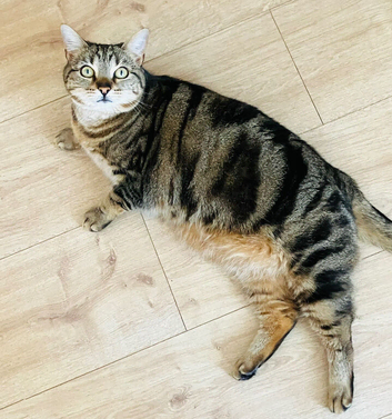 BENGAL CAT