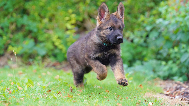 German Shepherd Puppies for sale!!