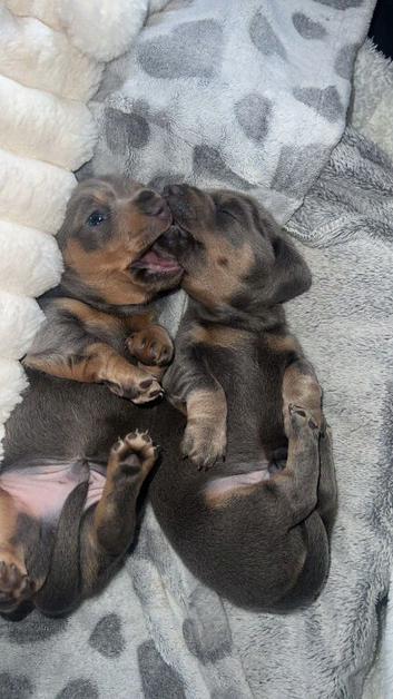Blue and tan miniature dachshund