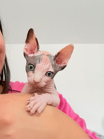 Beautiful Sphynx Kittens Looking for Their Forever Homes ️