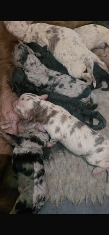 Labradoodle F1B Health clear pups