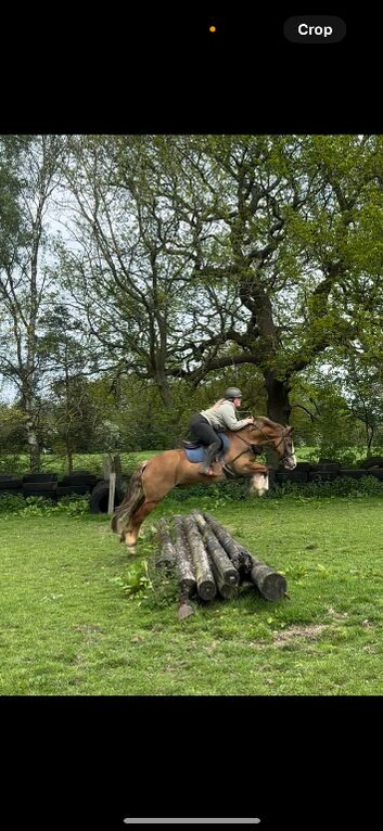 Stunning 14.3 13yo Welsh D