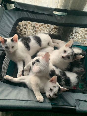 Kittens