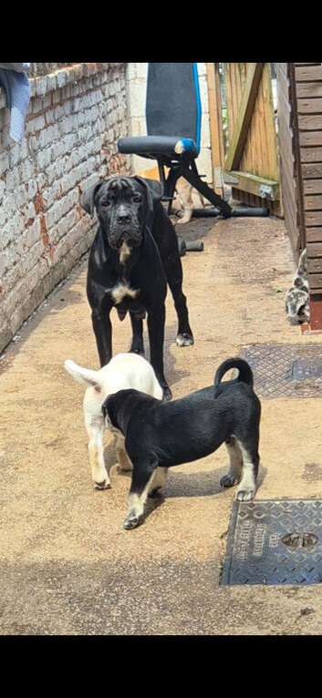 6 of 12 Cane Corso X Husky