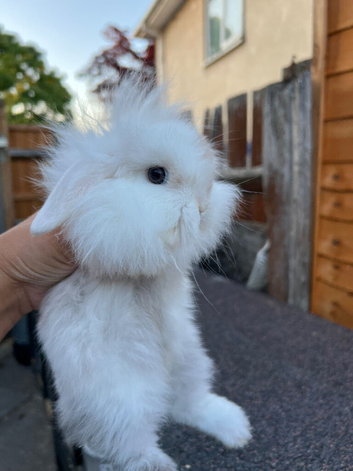 2 Does for Sale 13 Weeks Old