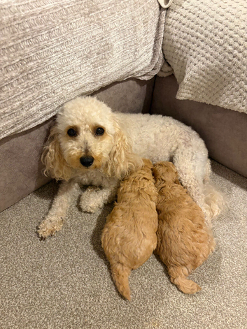 Two female apricot miniature poodles