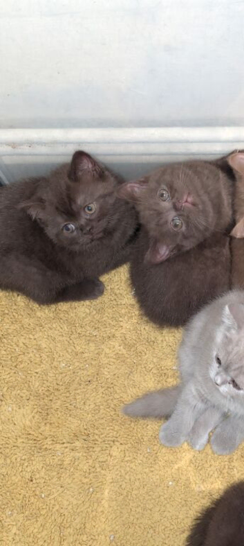 brown British short hair kitten ready to leave