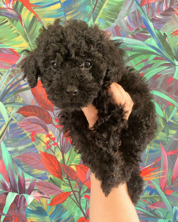 F1B Toy cockapoo puppies