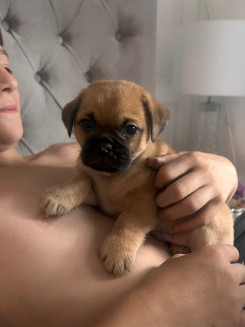 puppies for sale