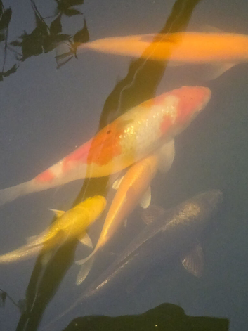 5 large koi and 1 orf