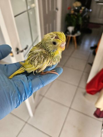 Handtame Baby Budgies