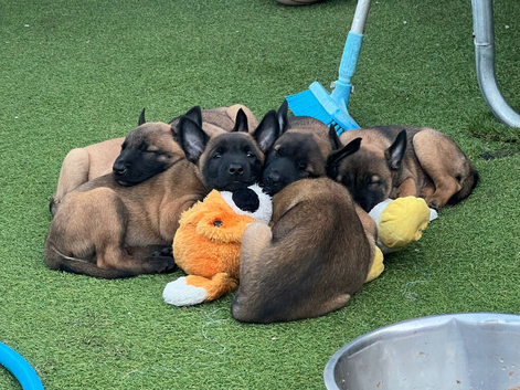 Belgian Malinois puppy&rsquo;s