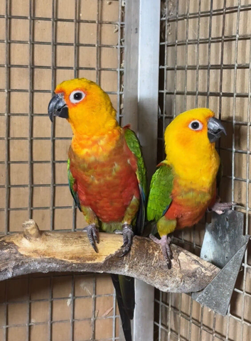 Proven pair jenday