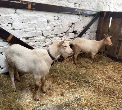 2 Golden Guernsey x Bagot Goats - 7 Months