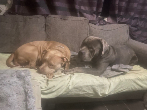Standard bully /cane corso