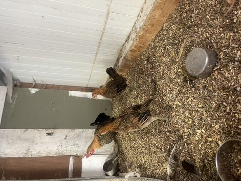 Trio of Ginger Oxford Game Bantams