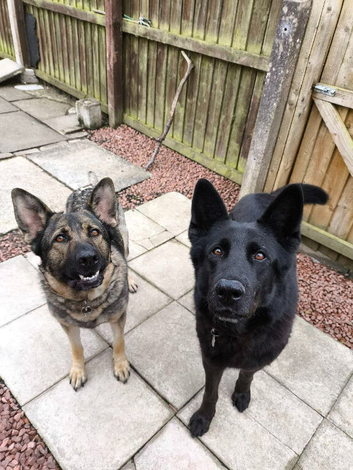 German Shepherd puppies