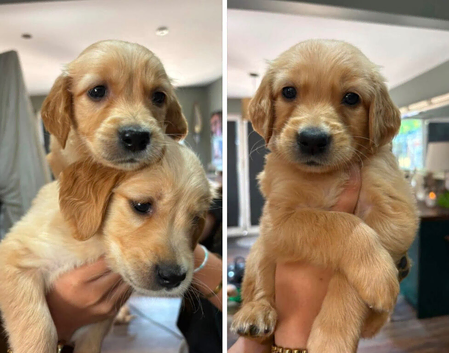 Stunning golden retriever puppies for sale