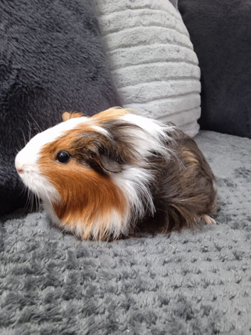 2 Cavy Guinea Pig girls