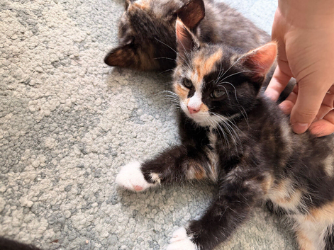 Kittens for sale