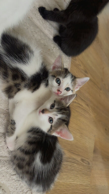 Kittens 2 boys 1 female