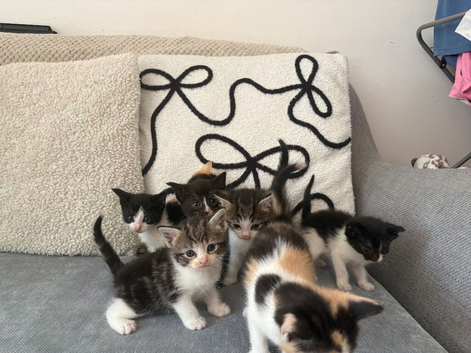 4 kittens